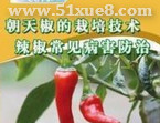 朝天椒的種植方法視頻
